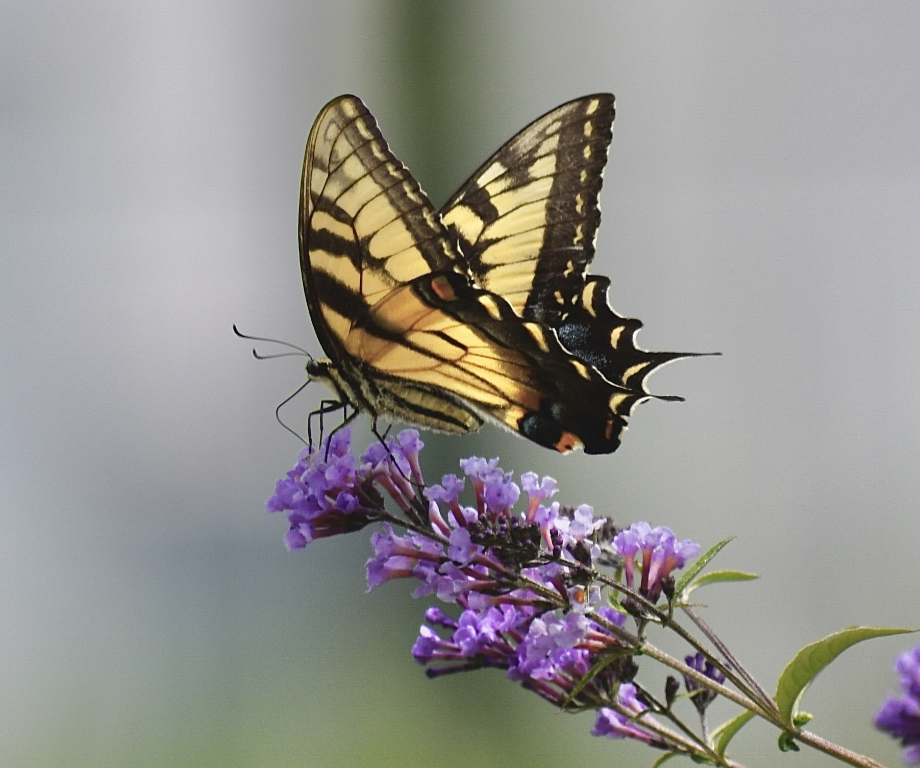 Close-up of a tiger swallowtail butterfly feeding on a butterfly bush