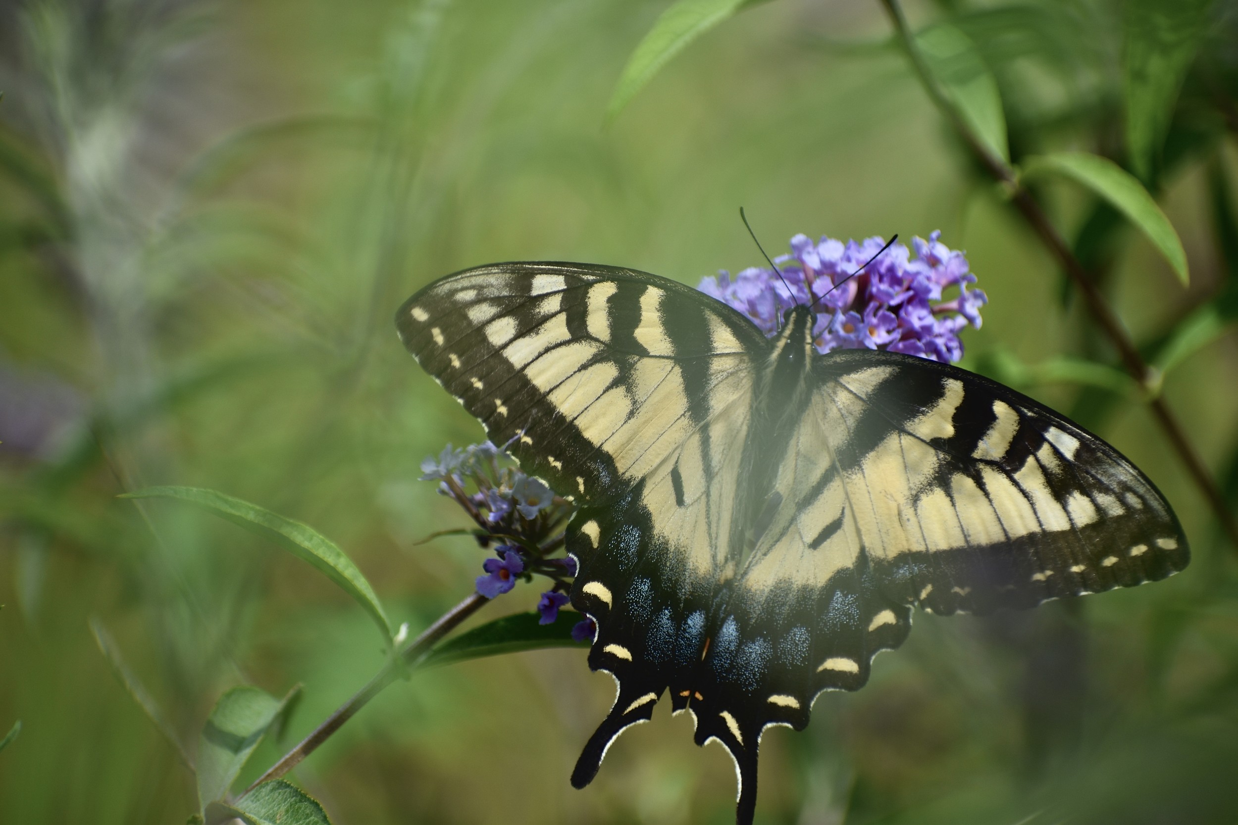 Tiger swallowtail with wings spread wide on purple buddleia blooms