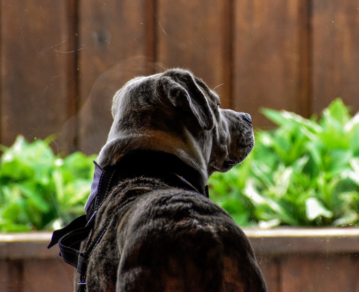 Brindle dog wearing a purple bow tie looking out toward sunlit greenery