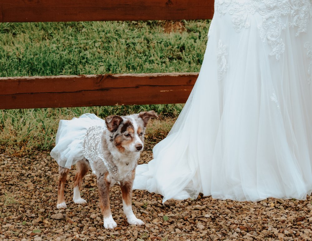 Dog in a white wedding outfit standing beside the bride's dress