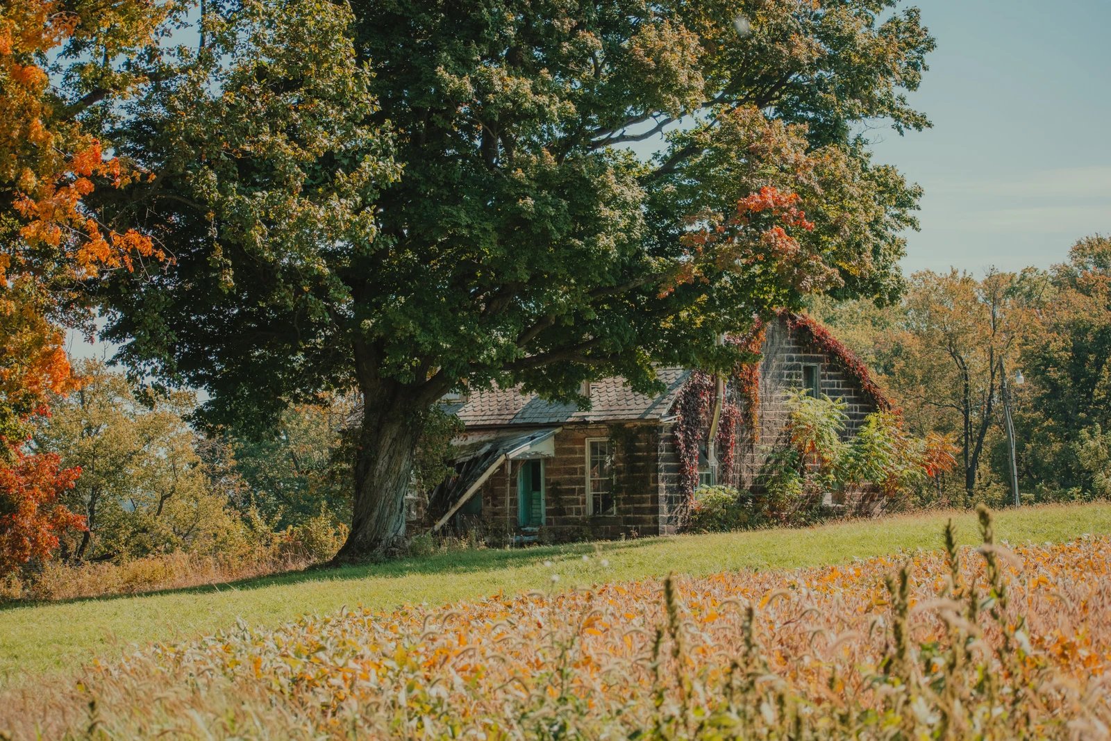 A stone house beneath a large tree surrounded by autumn foliage