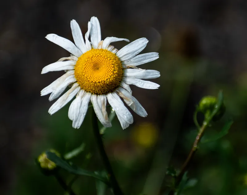 Photography & Visual Storytelling
