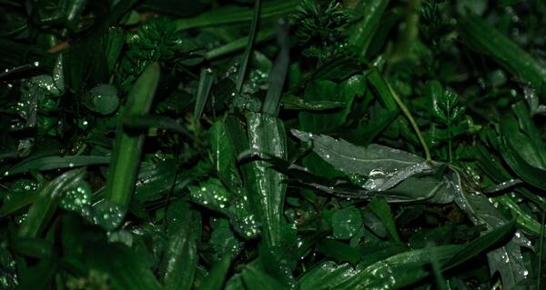 Dewdrops resting on lush green grass and leaves in dark moody nature macro