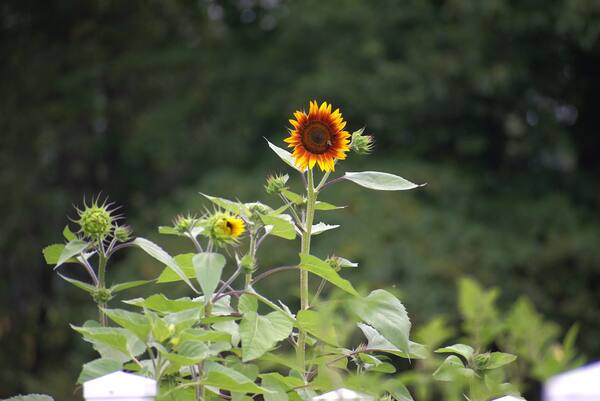 Single tall sunflower blooming against blurred green forest background outdoors