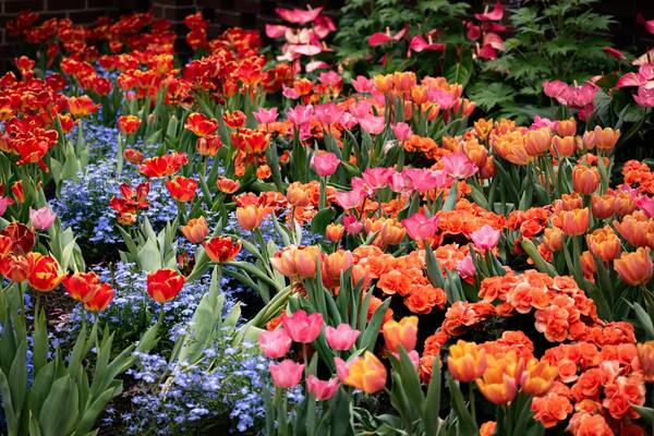 Vibrant garden bed of orange, pink, and red tulips with blue accents