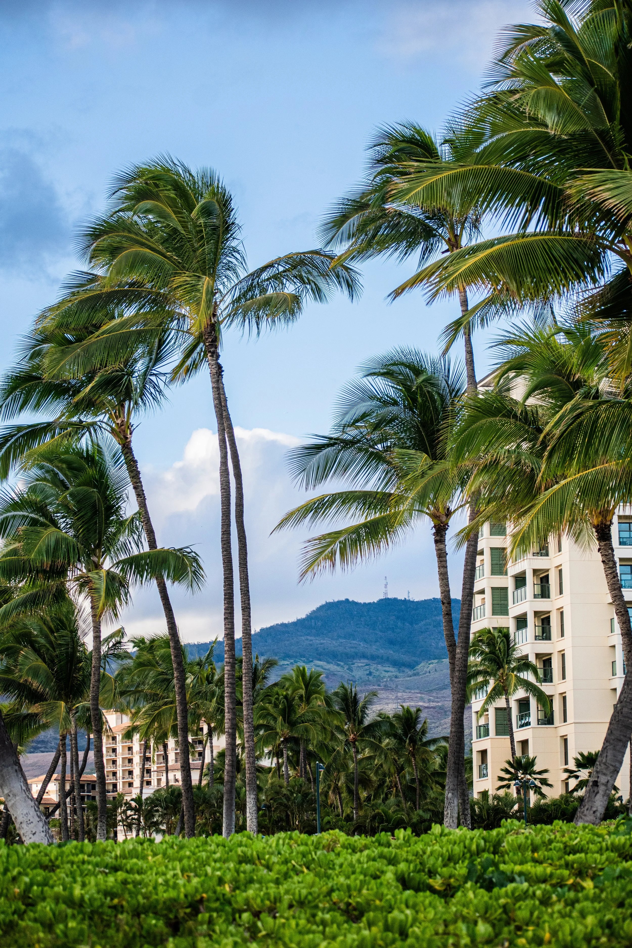 Tall palm trees framing tropical Hawaiian resort with mountains in background