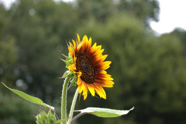 Side profile of blooming sunflower against soft blurred green tree background