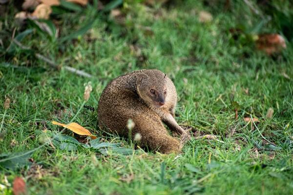 Wild mongoose curled up sitting in green grass with fallen leaves