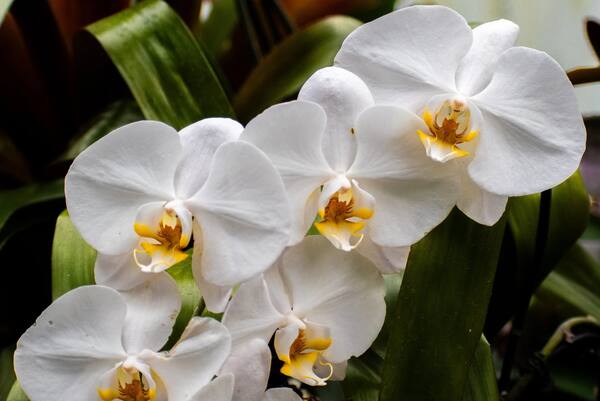 Cluster of white orchid blooms with yellow centers among green leaves