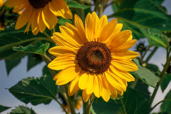 Bright yellow sunflower in full bloom with green leaves close up