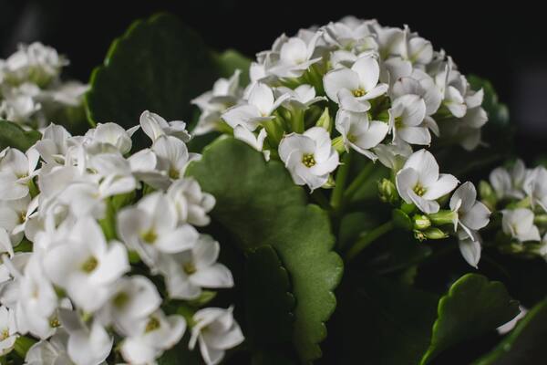 Delicate white kalanchoe flowers with green leaves against dark background