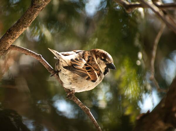 House sparrow perched on branch with soft green bokeh background