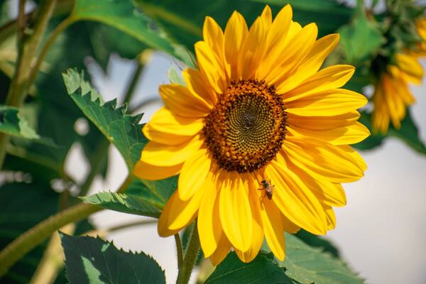 Bright yellow sunflower with bee against soft light background close up