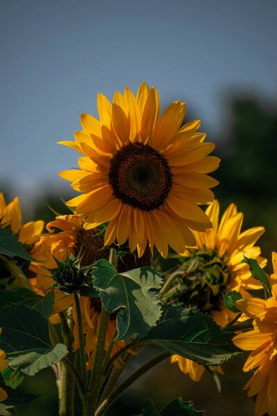 Golden sunflower blooming against blue sky in evening light