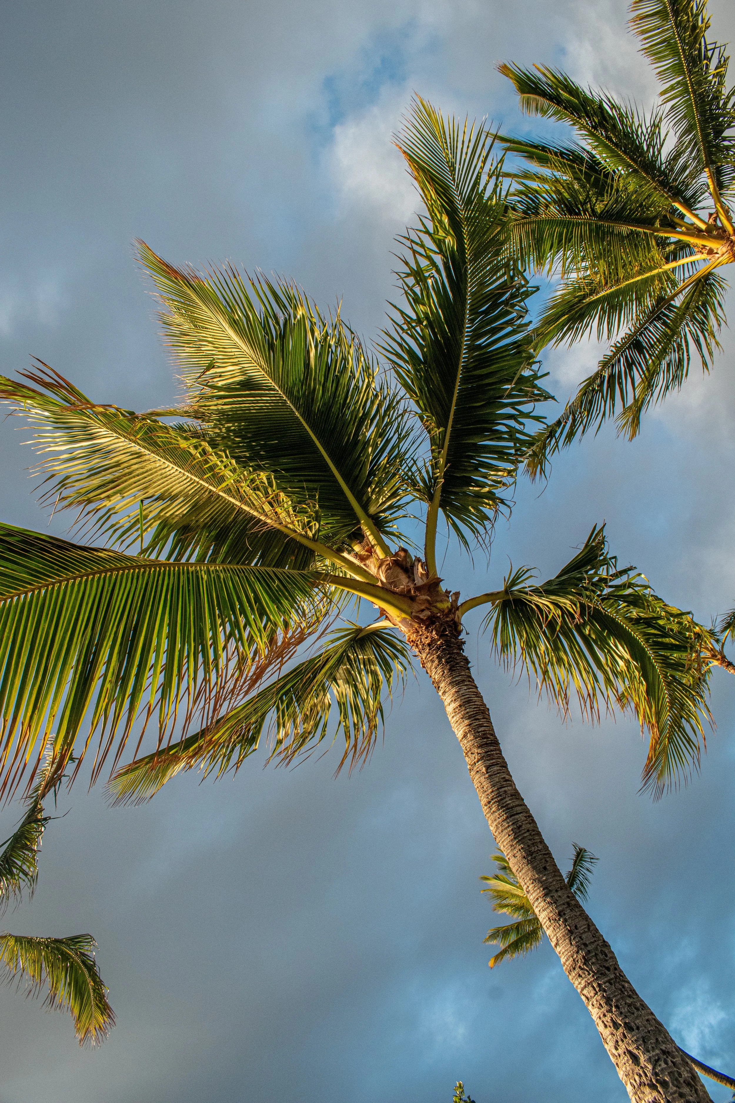 Palm trees viewed from below against blue tropical Hawaiian sky