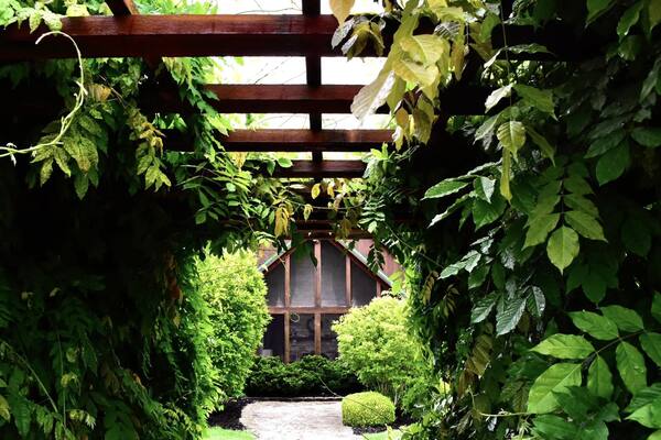 Lush vine-covered pergola leading toward a timber wedding venue
