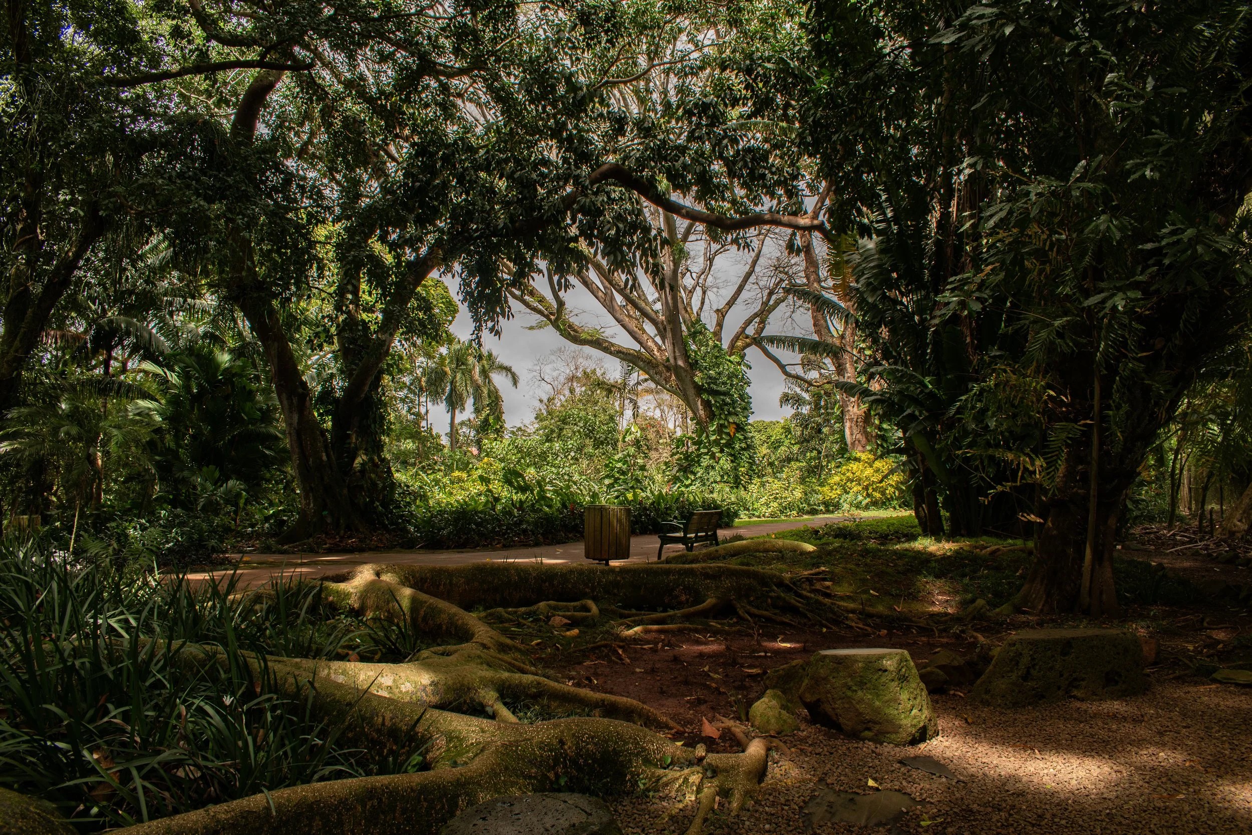 Shaded garden path beneath mature trees