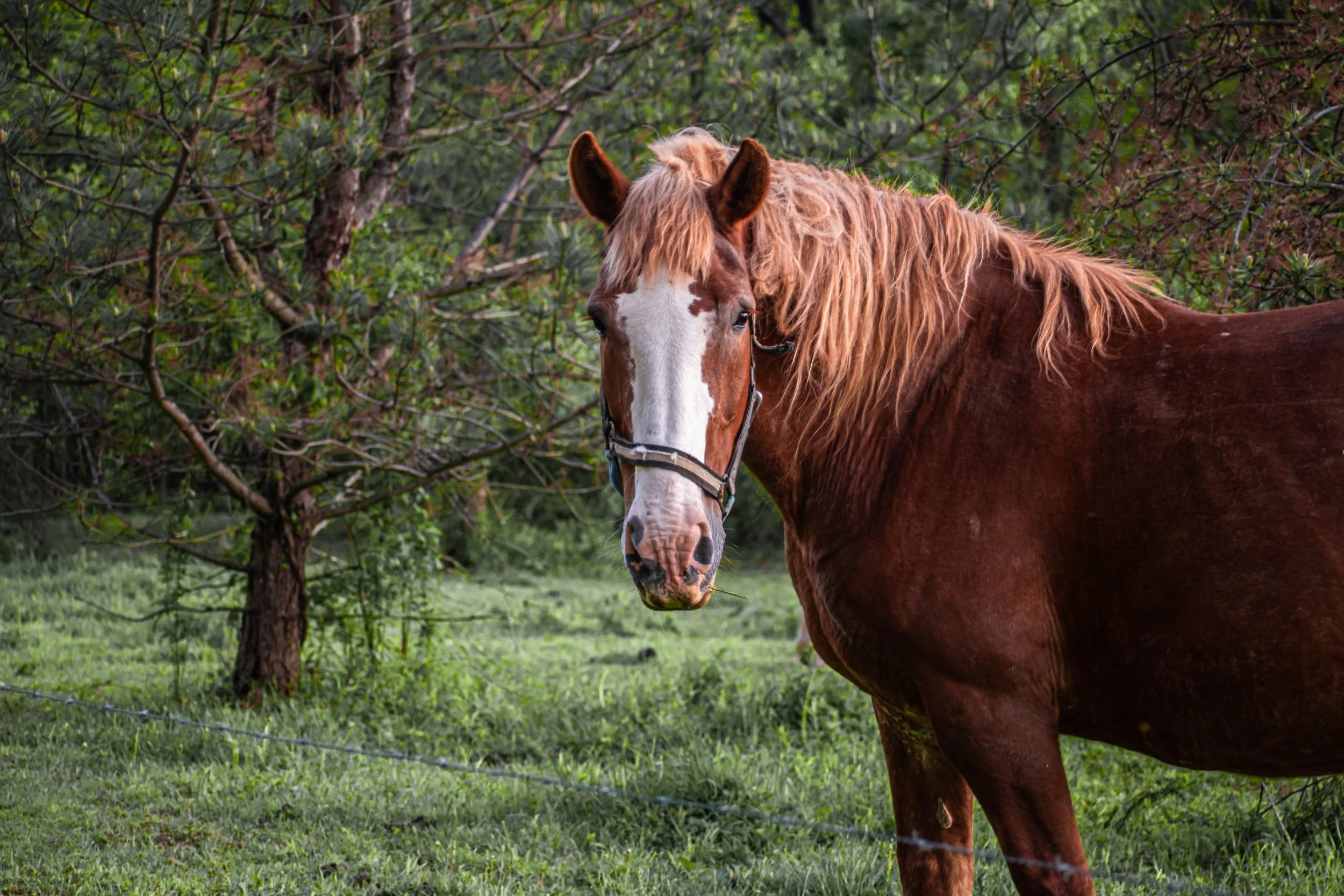 GuruShots: What Competing in a Global Photography Platform Taught Me